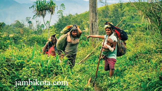 Keindahan Hutan Rimba Papua